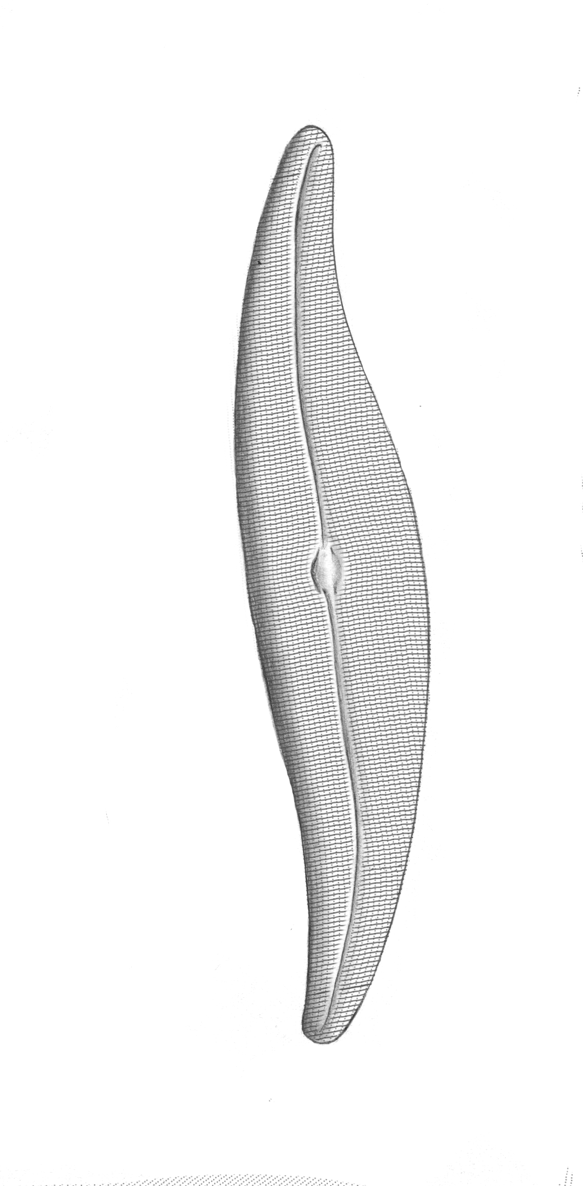 Dictyocha speculum